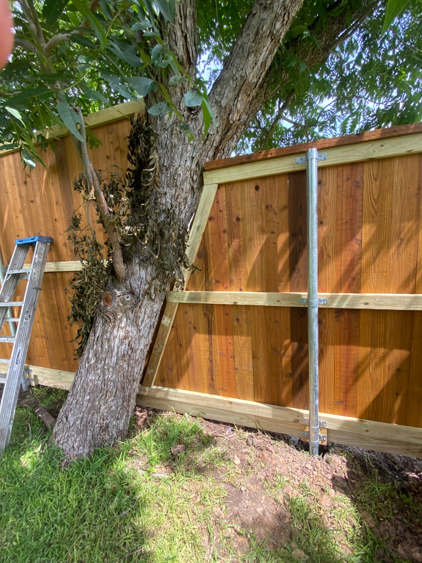 Cedar privacy fence carefully built around an existing mature tree